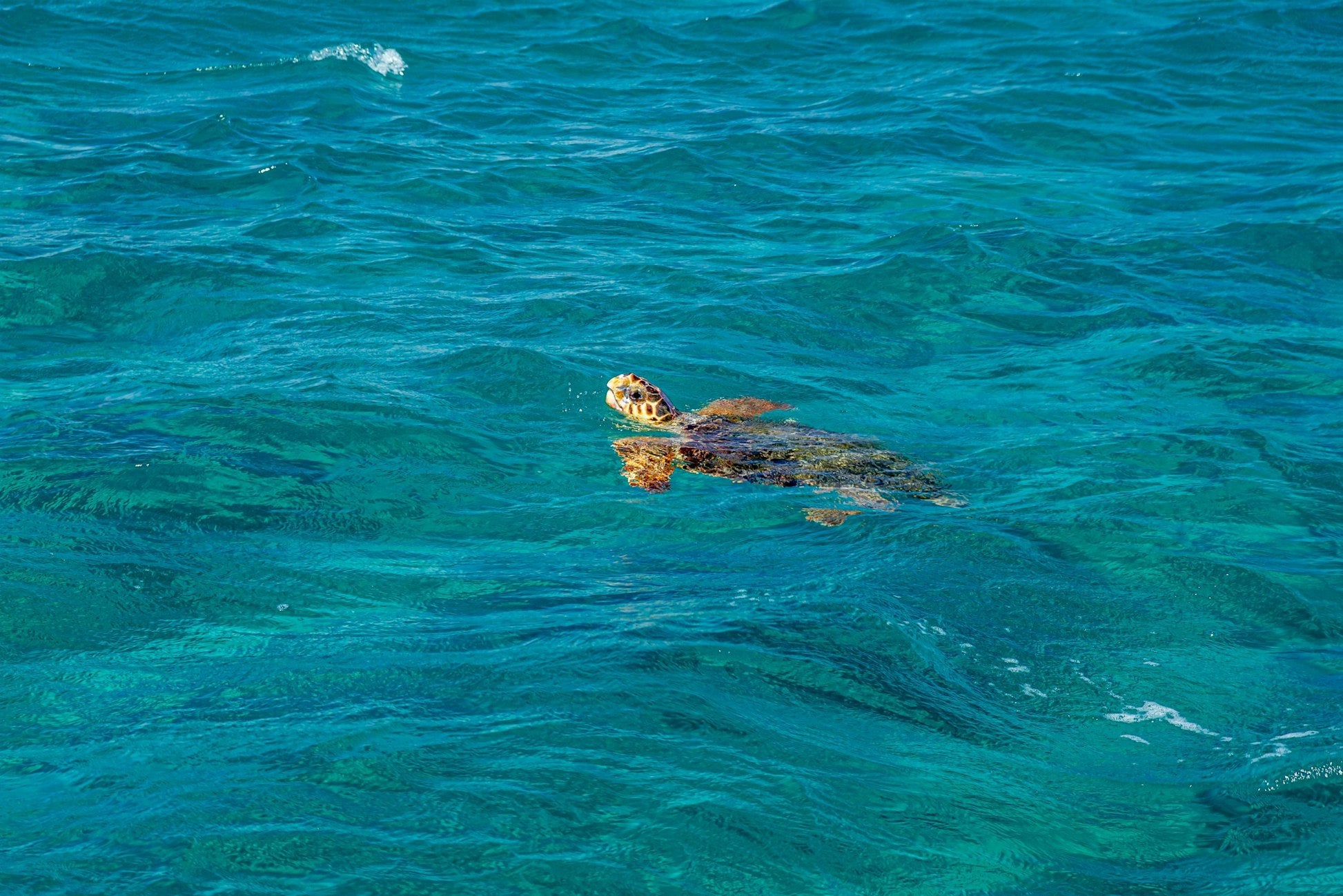 Greece: Island Turtle Conservation