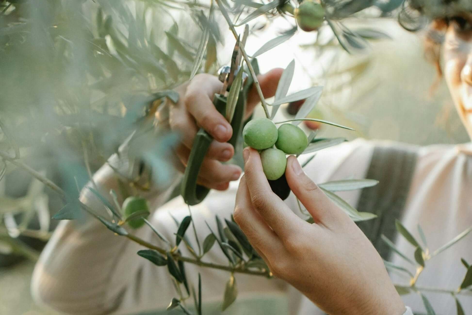 Hands harvesting green olives in an olive grove during a culinary experience in Tuscany, Italy.