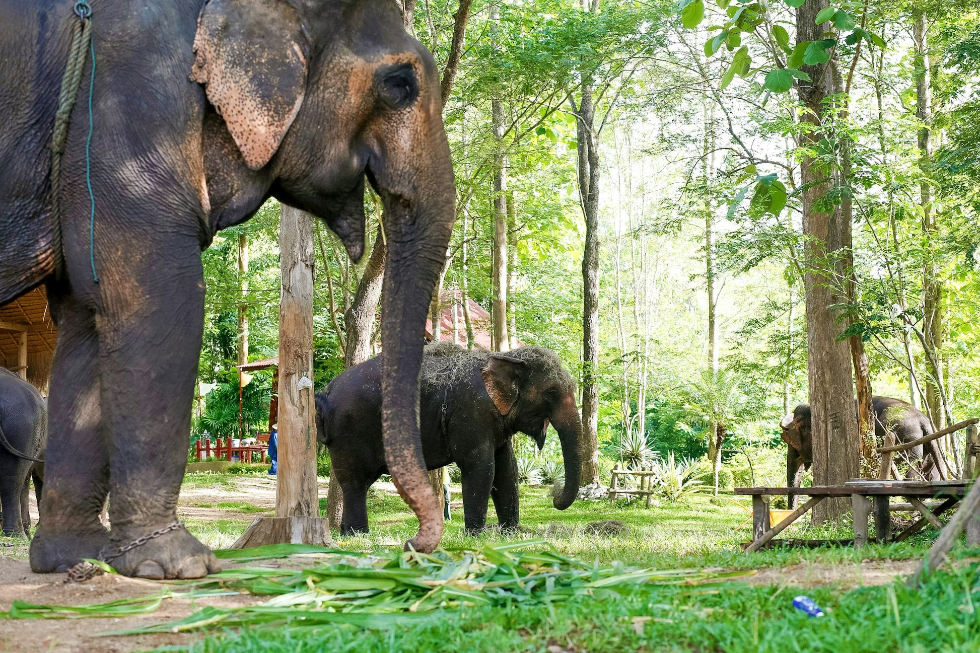 Thailand: Thai Elephant Conservation Project