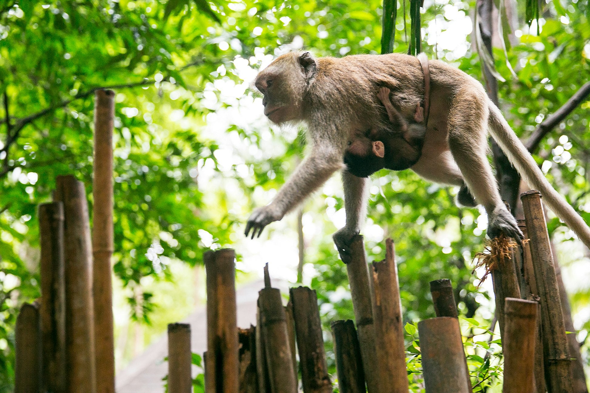 Thailand: Marine and Rainforest Conservation