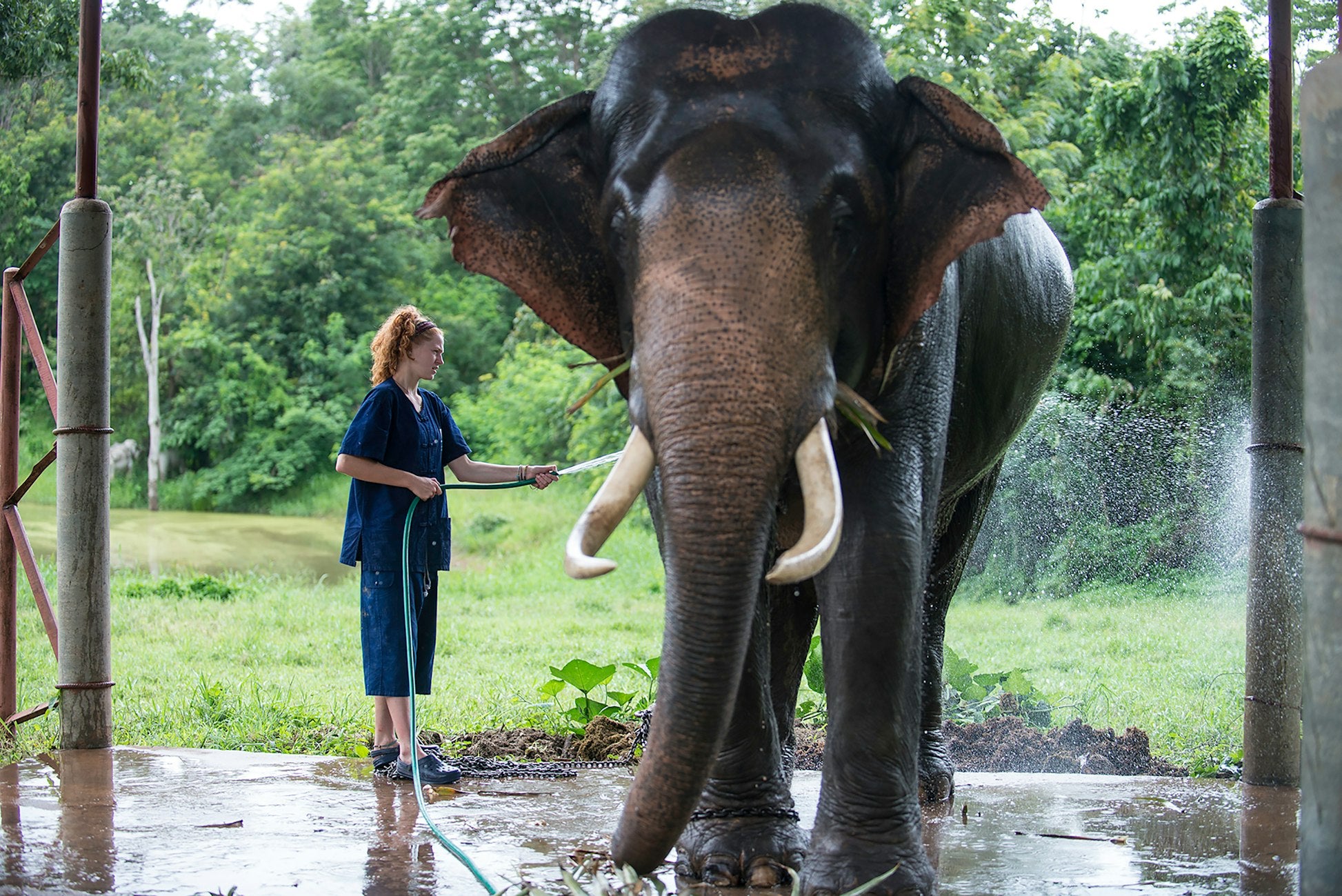 Thailand: Thai Elephant Conservation Project