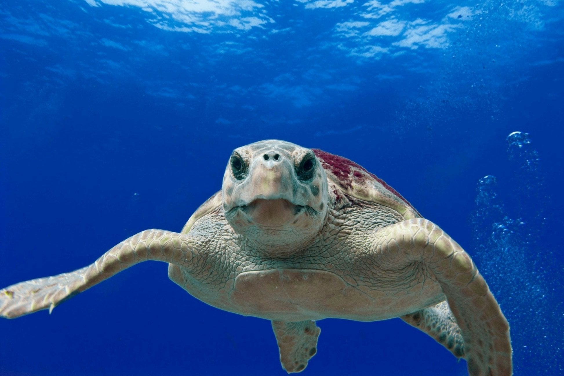 Greece: Island Turtle Conservation