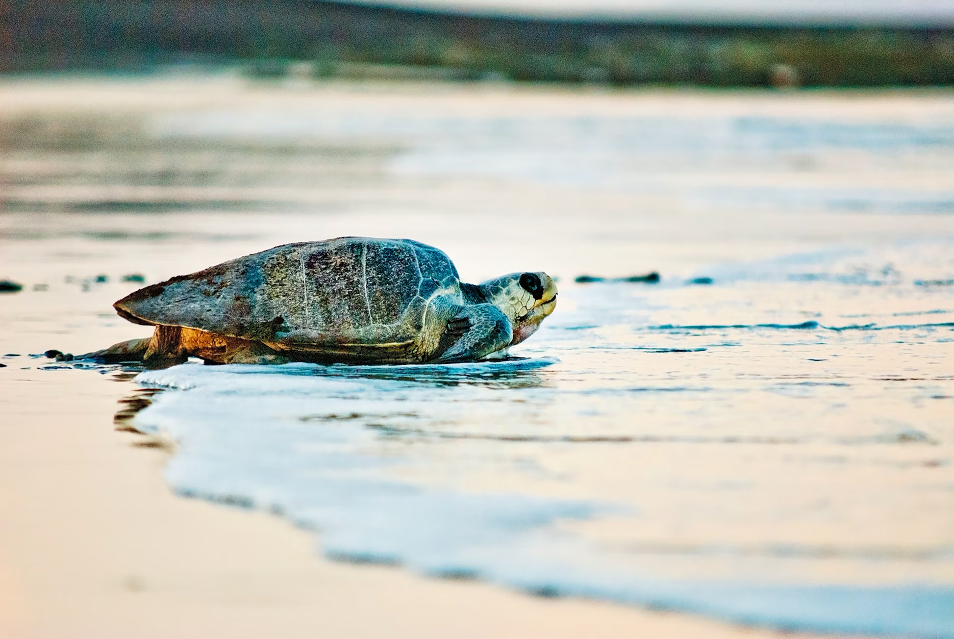 Costa Rica Turtle Conservation Project